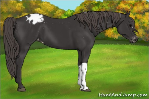 Horse Color: Smoky Black Blanket 