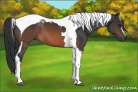 Horse Color:Brown Tobiano 