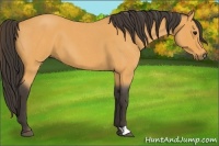 Horse Color:Buckskin Roan 
