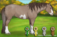 Horse Color:Classic Champagne Roan Splash Frame Appaloosa 