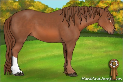 Horse Color: Liver Chestnut 