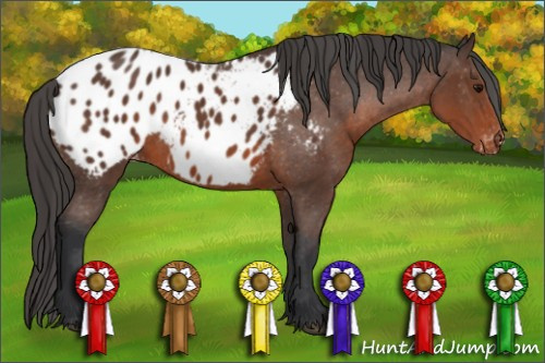 Horse Color: Brown Blanket 