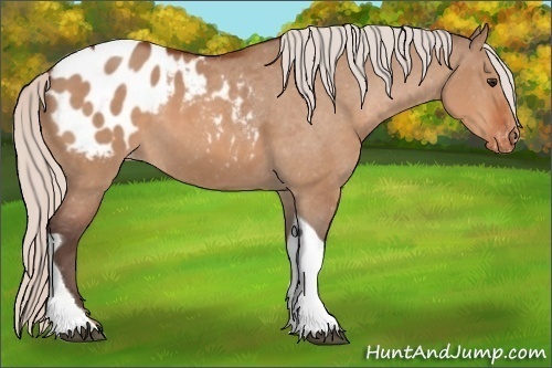 Horse Color: Silver Bay Dun Tobiano Blanket 