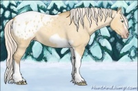 Horse Color:Gray Silver Amber Cream Champagne Roan Dun Splash Tobiano Frame Appaloosa Rabicano 