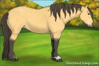 Horse Color:Buckskin 