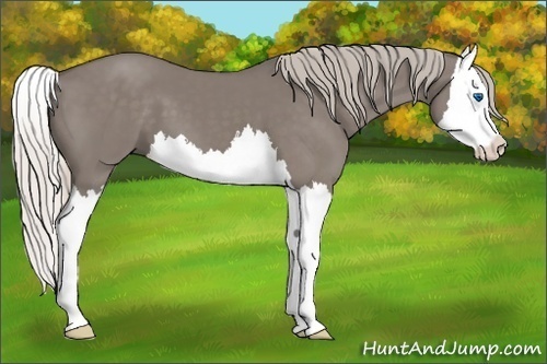 Horse Color: Silver Grullo Splash 