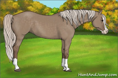 Horse Color: Silver Grullo Splash 