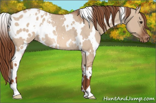 Horse Color: White Spotted Liver Red Dun Blanket Rabicano 