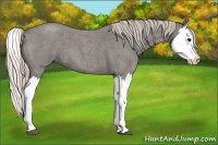 Horse Color:Silver Blue Roan Splash 