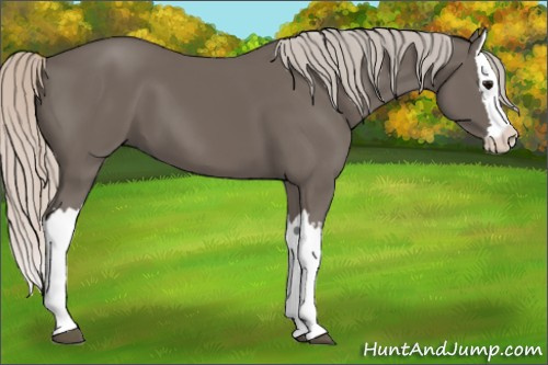 Horse Color: Silver Black Splash 