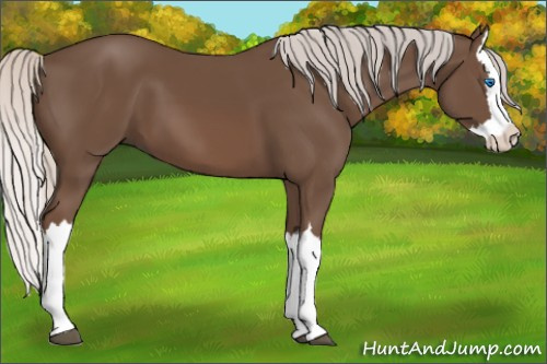 Horse Color: Silver Black Splash 