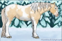 Horse Color:Gray Silver Amber Cream Champagne Roan Dun Splash Tobiano Frame Appaloosa Rabicano 