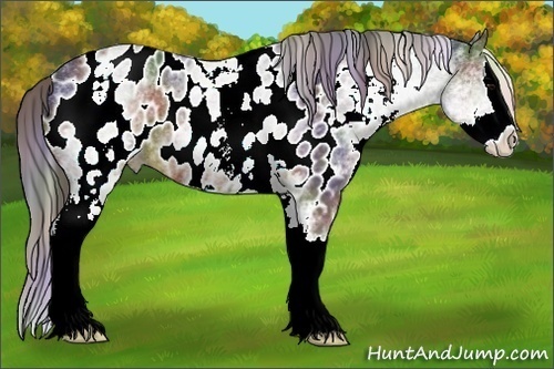 Horse Color: ERROR: UNKNOWN ANOMALY