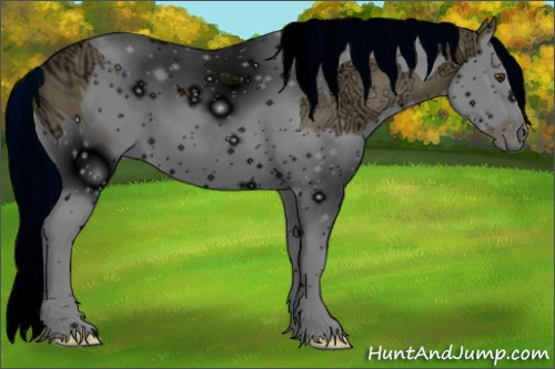 Horse Color: ERROR: UNKNOWN ANOMALY