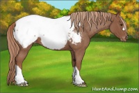 Horse Color:Red Roan Near Fewspot 