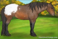 Horse Color:Bay Snowcap 