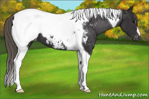 Horse Color: Smoky Black Tobiano Snowcap 