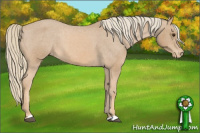 Horse Color:Chestnut Mushroom Appaloosa