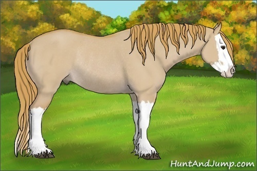 Horse Color: Watercolor Red Dun Splash Rabicano 