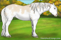 Horse Color:Silver Buckskin Roan Splash Varnish 