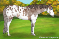 Horse Color:Bay Splash Appaloosa 