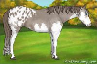 Horse Color:Black Splash Blanket 