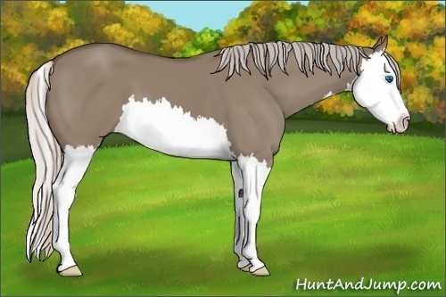 Horse Color: Silver Grullo Sabino Splash 