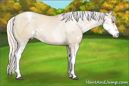 Horse Color: Silver Grullo Pearl Sabino Blanket 