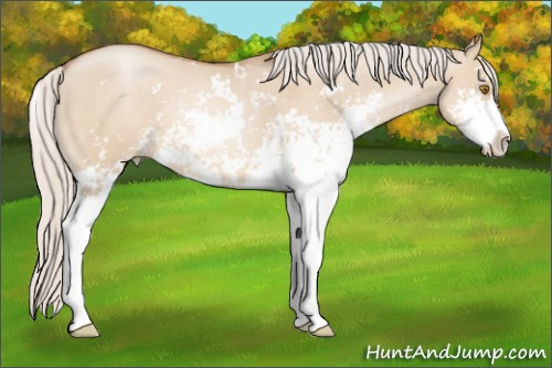 Horse Color: Silver Grullo Pearl Sabino 