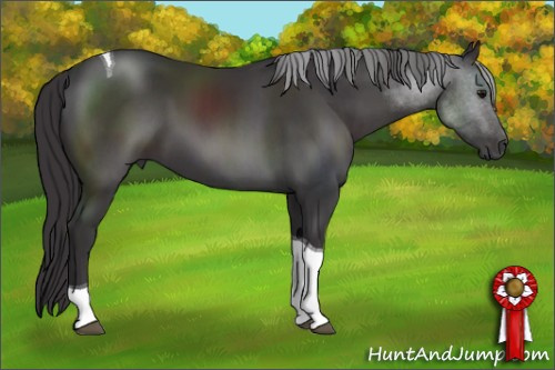 Horse Color: Smoky Black Sabino Tobiano 