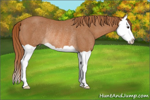 Horse Color: Chestnut Splash Rabicano 
