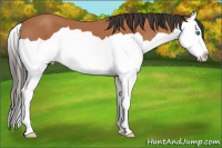 Horse Color:Bay Splash 