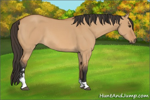 Horse Color: Bay Dun Sabino 