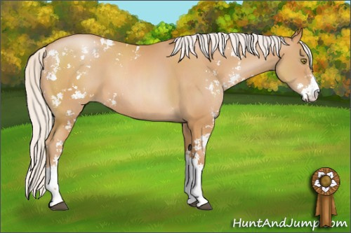 Horse Color: Silver Bay Pearl Sabino 