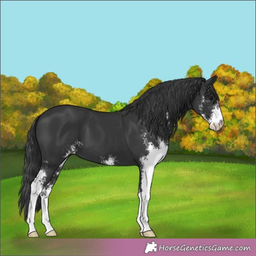 Horse Color: Black Sabino 