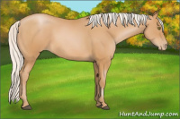 Horse Color:Silver Bay Pearl Sabino 