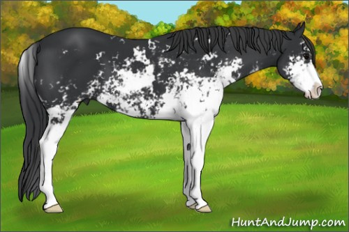 Horse Color: Black Sabino 