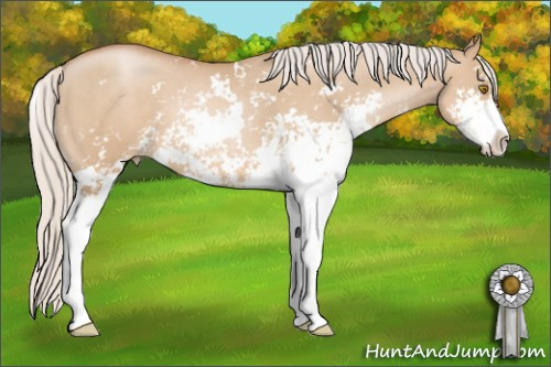 Horse Color: Silver Grullo Pearl Sabino 