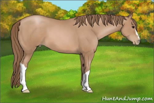 Horse Color: Black Pearl 