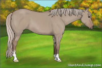 Horse Color:Silver Grullo Sabino 