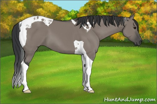 Horse Color: Grullo Tobiano 