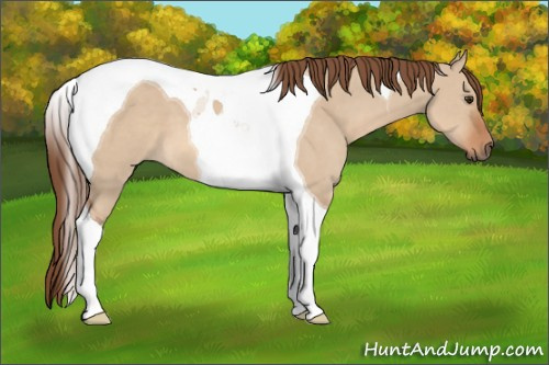 Horse Color: Red Dun Tobiano 