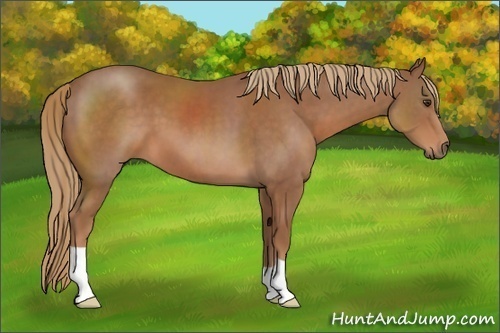 Horse Color: Chestnut 