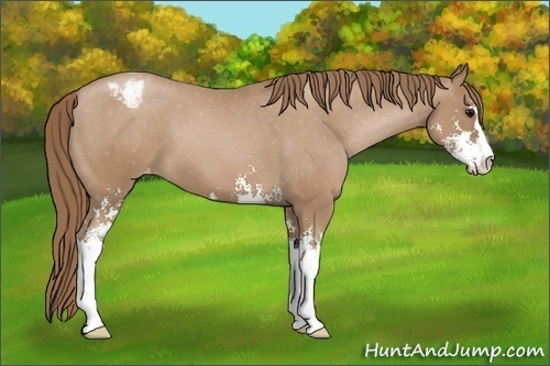 Horse Color: Black Pearl Sabino Blanket 