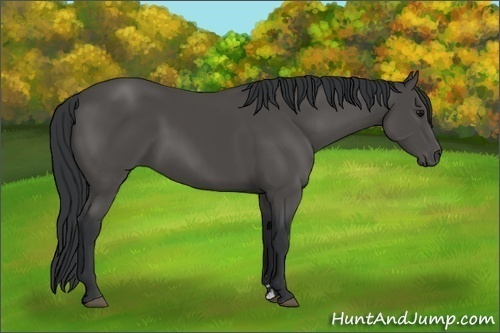 Horse Color: Black Sabino 