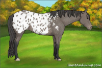 Horse Color:Black Appaloosa 