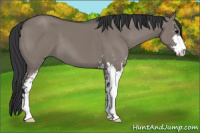 Horse Color:Grullo Sabino 