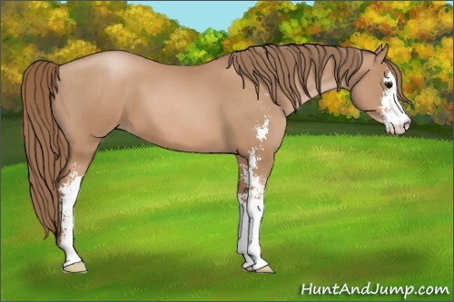 Horse Color: Black Pearl Sabino 