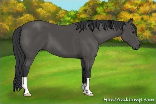 Horse Color: Black 