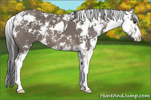 Horse Color: Black Sabino 